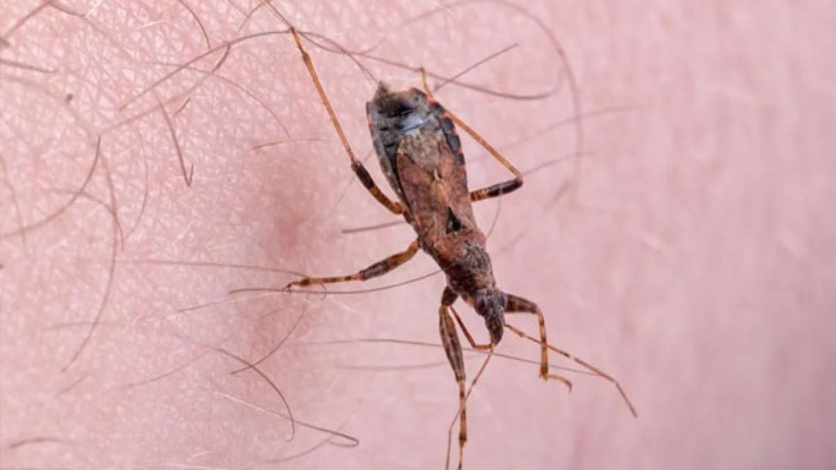 Welttag der Chagas-Krankheit: Ein Tag, um die dringend benötigte Aufmerksamkeit für eine Krankheit zu fordern, die Millionen von Menschen bedroht.