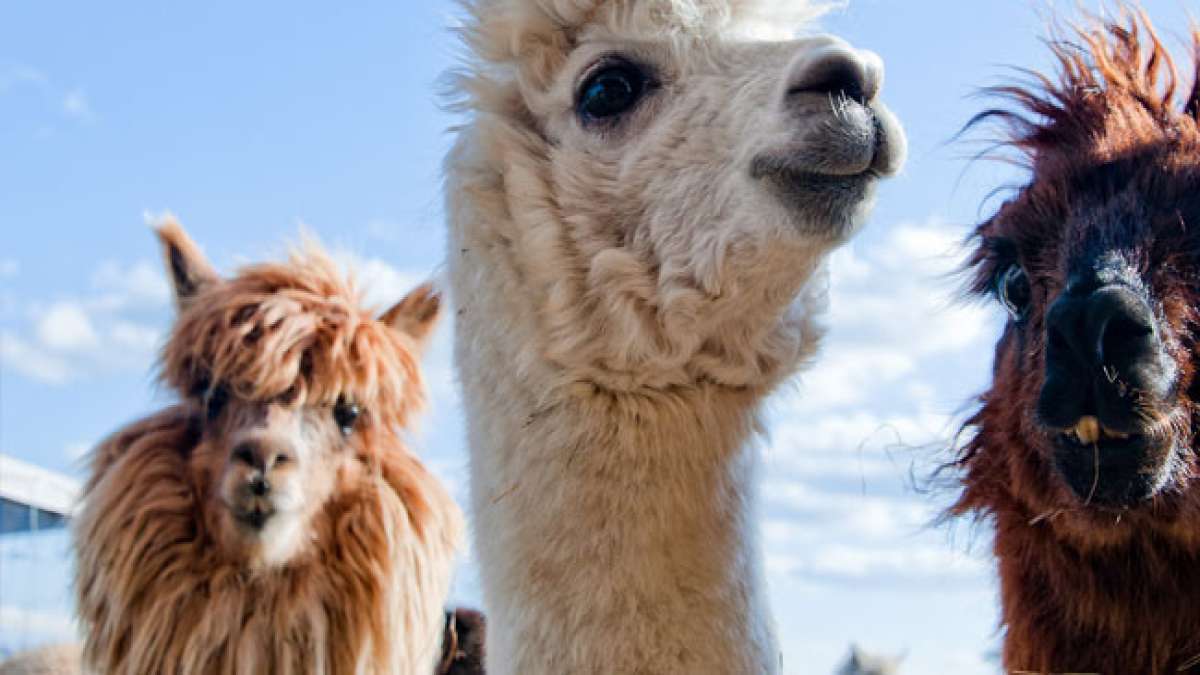 Gedenken Sie am Tag des Tieres in Argentinien am 29. April Ignacio Lucas Albarracín, einem Pionier im Tierschutz, der sein Leben dem Schutz von Tieren widmete.