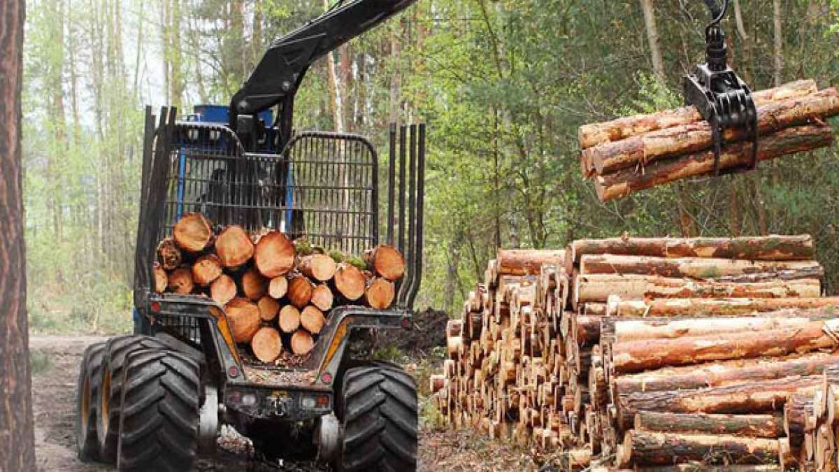 Honduras: Tag des Forstingenieurs und des Baumes – Ein Tag, um die Arbeit derer zu würdigen, die unsere Wälder schützen und entwickeln. Honduras: Tag des Forstingenieurs und des Baumes – Ein Tag, um die Arbeit derer zu würdigen, die unsere Wälder schützen und entwickeln.