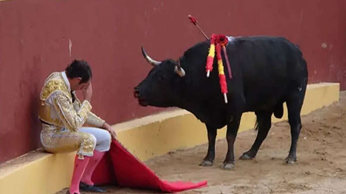 Tritt für das Ende des Tierleidens ein und unterstütze den Welt-Anti-Stierkampftag.