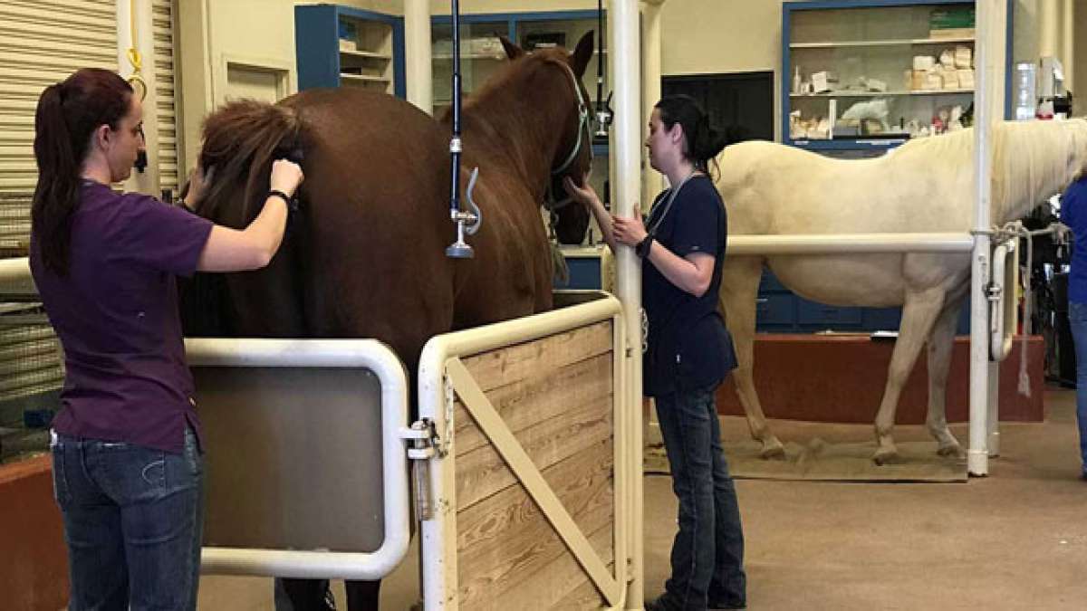 Erfahren Sie mehr über die Ursprünge der ersten Schule für Veterinärmedizin auf dem amerikanischen Kontinent und ihre Entwicklung bis zur modernen Fakultät für Tiermedizin und Zootechnik. Erfahren Sie mehr über die Ursprünge der ersten Schule für Veterinärmedizin auf dem amerikanischen Kontinent und ihre Entwicklung bis zur modernen Fakultät für Tiermedizin und Zootechnik.