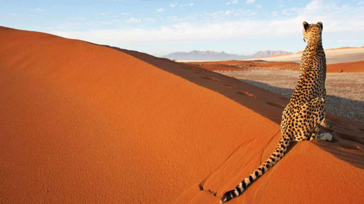 Gedenken Sie am Namibia-Tag, dem 26. August, der historischen Unabhängigkeit Namibias und der Bemühungen der Vereinten Nationen, die illegale Besetzung und Unterdrückung des Landes durch Südafrika zu beenden.