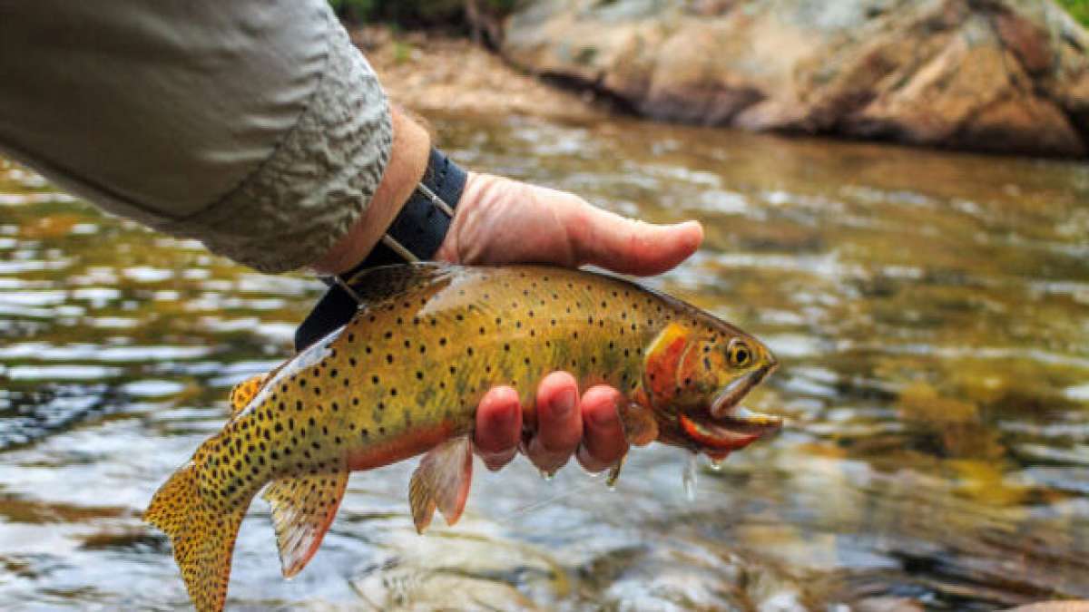 Entdecken Sie am Nationalen Tag der Ichthyologie in Argentinien am 10. September die faszinierende Welt der Fische und ihre wichtige Rolle in den Ökosystemen Südamerikas. Entdecken Sie am Nationalen Tag der Ichthyologie in Argentinien am 10. September die faszinierende Welt der Fische und ihre wichtige Rolle in den Ökosystemen Südamerikas.