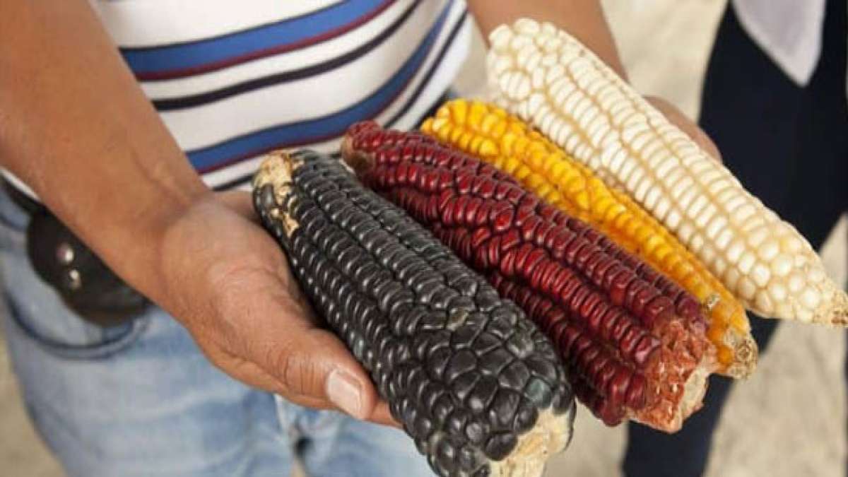 Erfahren Sie mehr über die wichtige Arbeit der Landwirte und die tiefe Verbundenheit der indigenen Völker mit dem Schutz und der Erhaltung einheimischer Maissorten, die ein integraler Bestandteil des nationalen Erbes sind.