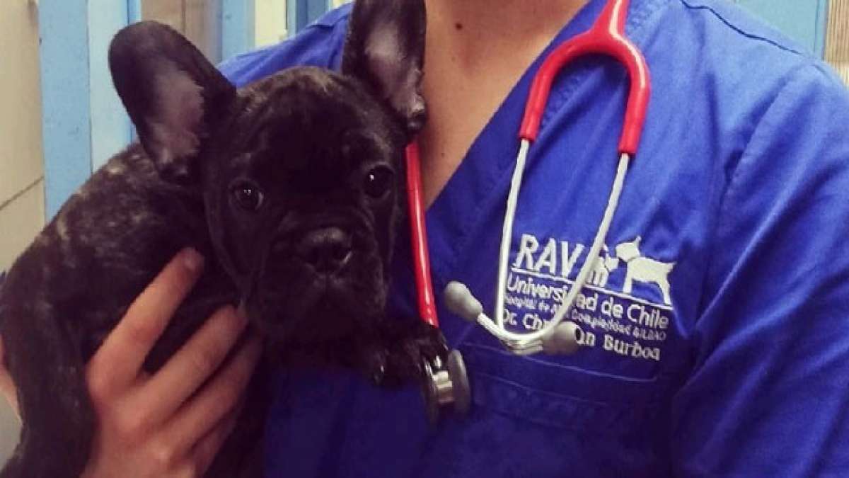 Chile: Tag des Tierarztes - ein Tag, um die Helden der Tiere zu feiern.