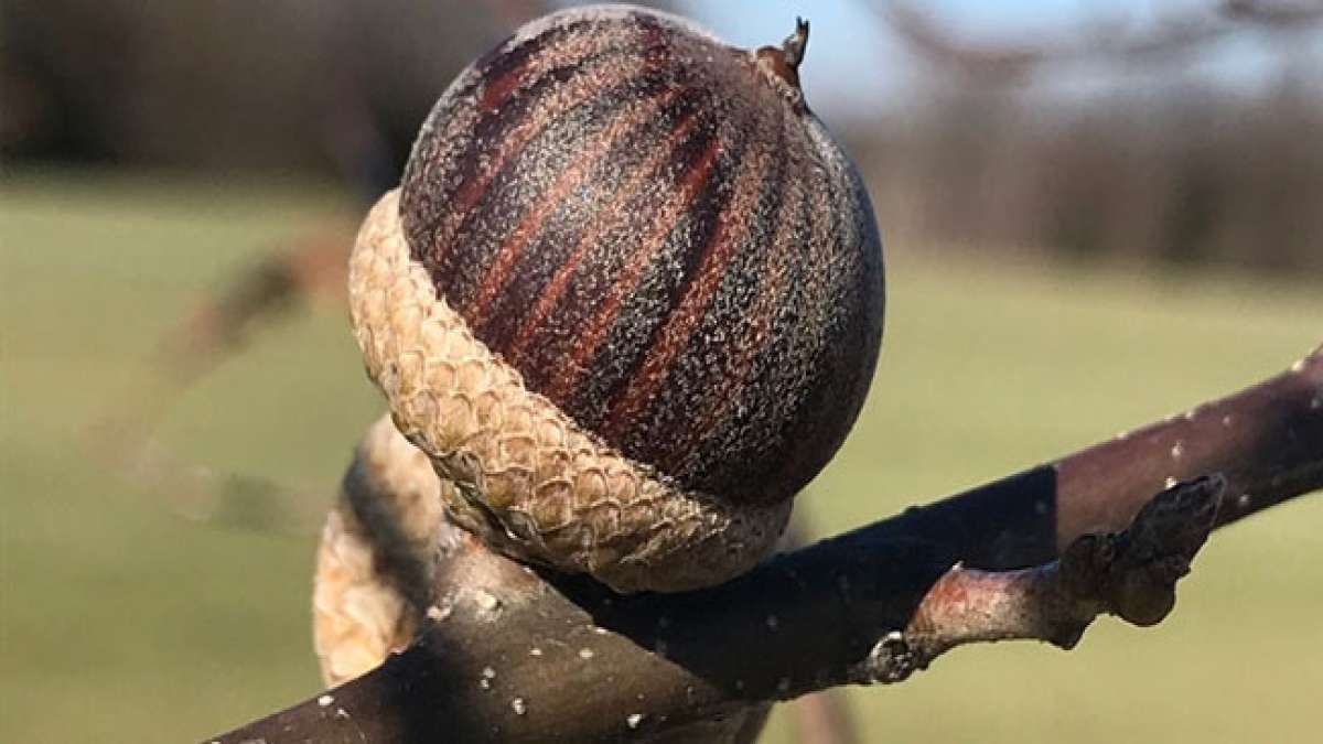 Diese eindrucksvolle Feier hat ihren Ursprung in königlichen Eichelsammlungen und ist eine der ältesten ländlichen Wallfahrten der Stadt, die Geschichte und Kultur miteinander verwebt.