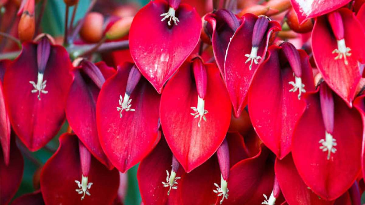Feiern Sie Argentiniens Nationalen Blumentag und entdecken Sie den prächtigen Ceibo-Baum, der 1942 zur Nationalblume erklärt wurde. Feiern Sie Argentiniens Nationalen Blumentag und entdecken Sie den prächtigen Ceibo-Baum, der 1942 zur Nationalblume erklärt wurde.