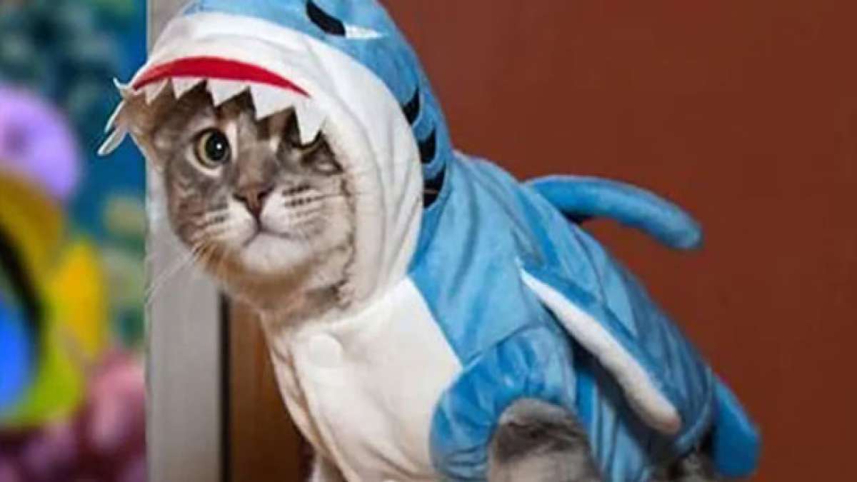 Feiern Sie die Welt der Katzen am Internationalen Katzentag, anerkannt am 20. Februar, 8. August und 29. Oktober. Feiern Sie die Welt der Katzen am Internationalen Katzentag, anerkannt am 20. Februar, 8. August und 29. Oktober.