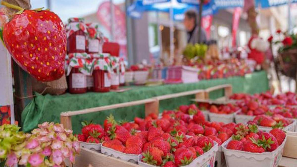 Das Fest bietet verschiedene Veranstaltungen, Messen, Präsentationen, Verkostungen, Konzerte und Theateraufführungen und steht ganz im Zeichen der Erdbeere.