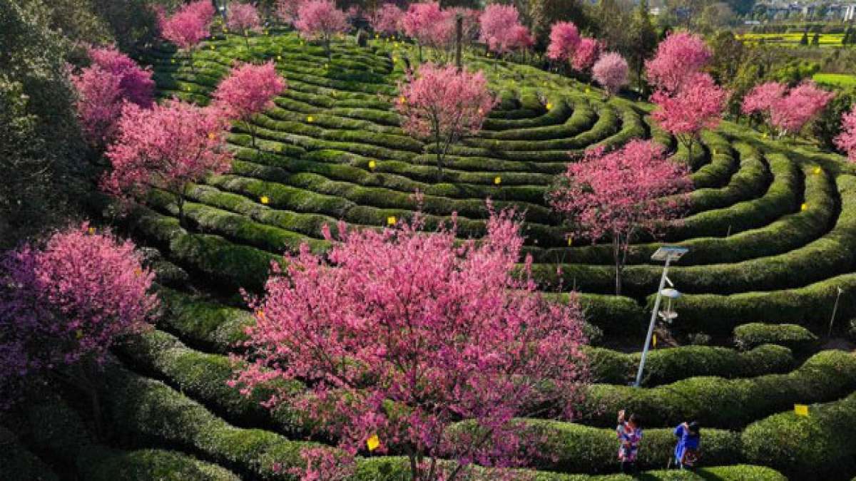 Diese Tage im März und die Ankunft des greifbaren Frühlings werden immer mit Spannung erwartet.