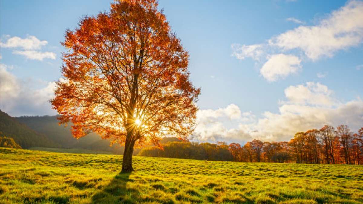 Erfahren Sie mehr über dieses astronomische Phänomen und seinen Einfluss auf unsere Jahreszeiten, während wir den Herbstbeginn feiern.