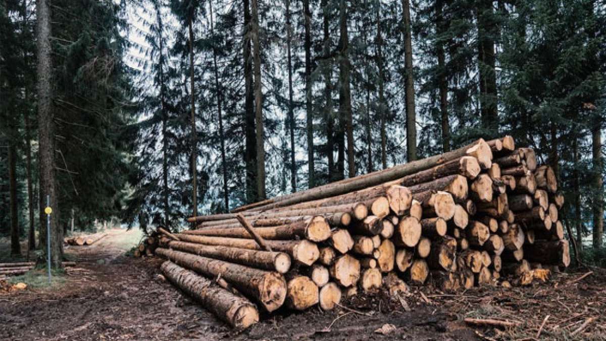 Erfahren Sie mehr über die Bedeutung und Vielfalt von Reservaten und Nationalparks am Tag der Reservate.