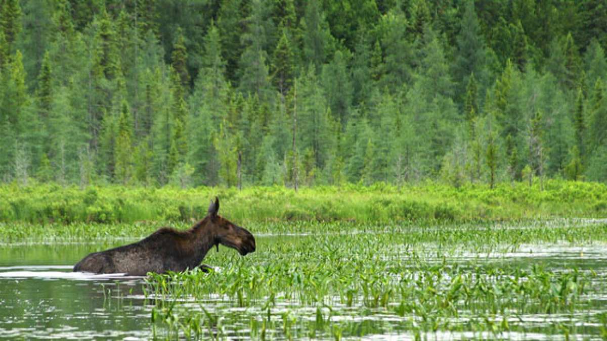 Entdecken Sie die faszinierende Welt der Feuchtgebiete am Welttag der Feuchtgebiete.