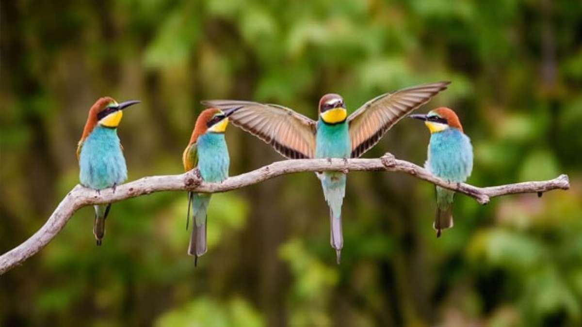 Feiern Sie den Internationalen Tag der Vögel am 1. April und entdecken Sie faszinierende Fakten über diese gefiederten Geschöpfe.