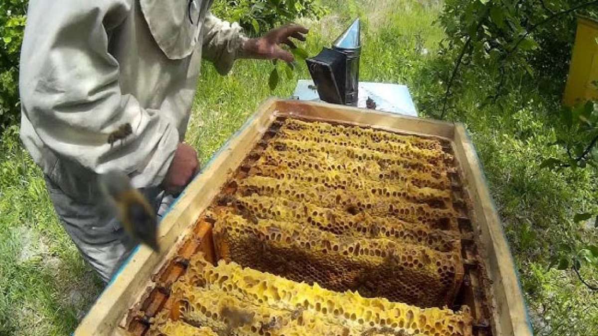 Der Berufsfeiertag des Imkers wird in der Ukraine in der zweiten Augustdekade begangen.