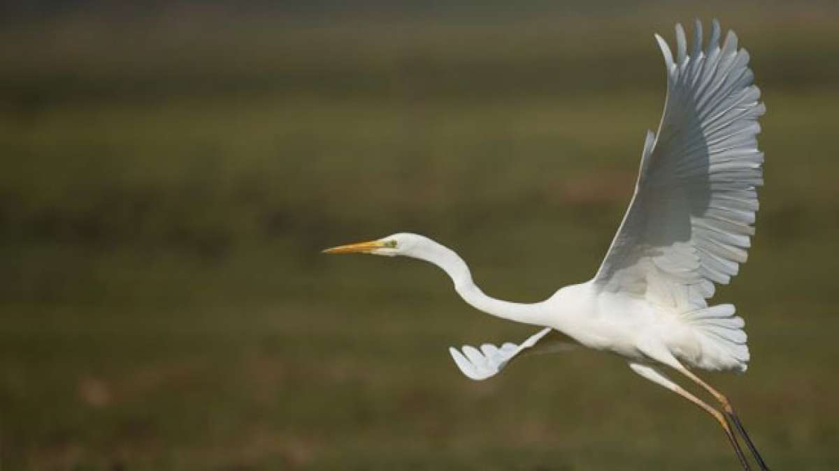 Dieser Feiertag erinnert an die Opfer aller Kriege und ist ein Symbol des Friedens und der Versöhnung.