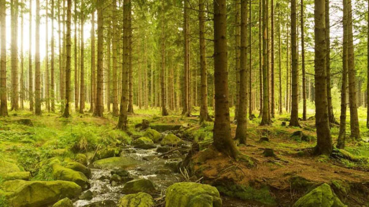 Entdecken Sie am Internationalen Tag der Wälder am 21. März, wie Sie dazu beitragen können, unsere grüne Lunge zu schützen und eine nachhaltigere Zukunft zu gestalten. Entdecken Sie am Internationalen Tag der Wälder am 21. März, wie Sie dazu beitragen können, unsere grüne Lunge zu schützen und eine nachhaltigere Zukunft zu gestalten.