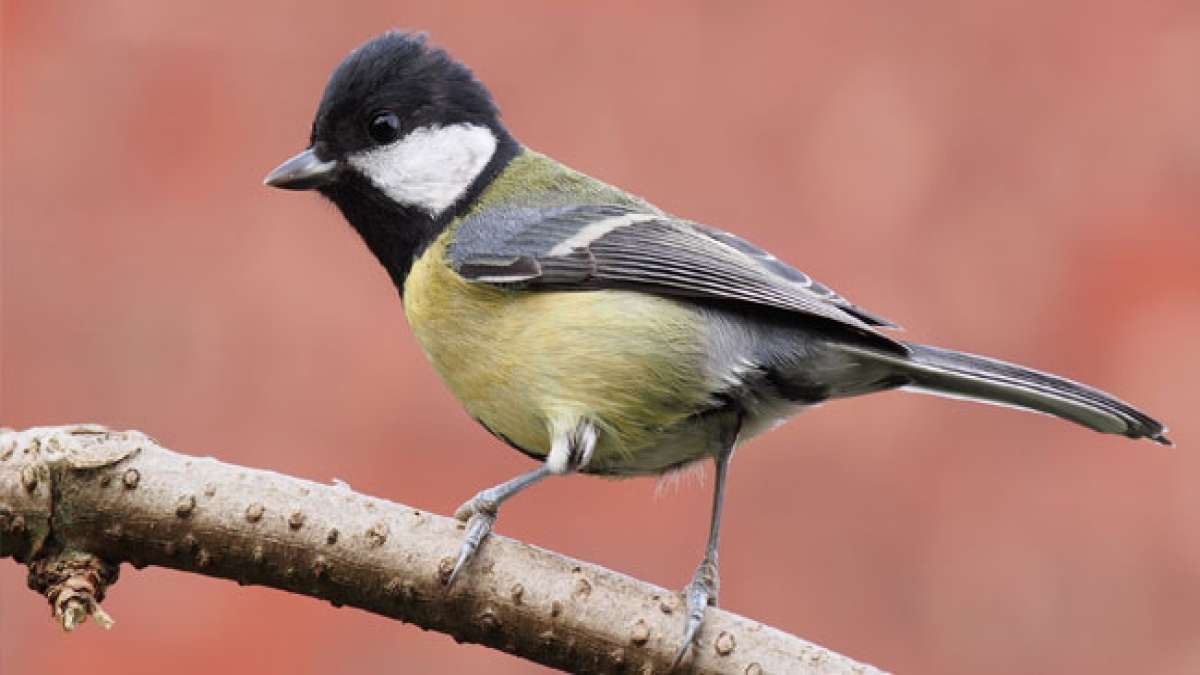 Feiern Sie den Meisentag am 12. November und erinnern Sie sich an die Bedeutung dieser gefiederten Freunde für die Natur. Feiern Sie den Meisentag am 12. November und erinnern Sie sich an die Bedeutung dieser gefiederten Freunde für die Natur.