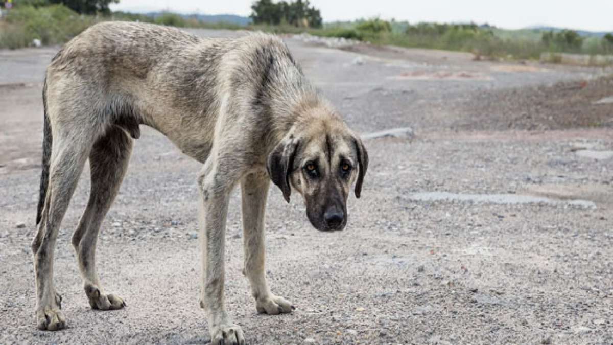 Gemeinsam können wir eine bessere Zukunft für streunende Tiere schaffen.