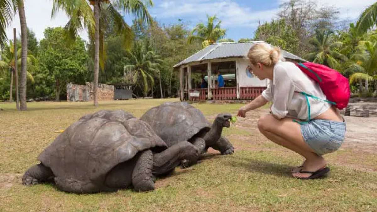 Feiern Sie den Nationalfeiertag der Seychellen am 18. Juni und entdecken Sie dieses paradiesische Inselparadies mit tiefblauem Wasser und unberührten Küsten. Feiern Sie den Nationalfeiertag der Seychellen am 18. Juni und entdecken Sie dieses paradiesische Inselparadies mit tiefblauem Wasser und unberührten Küsten.