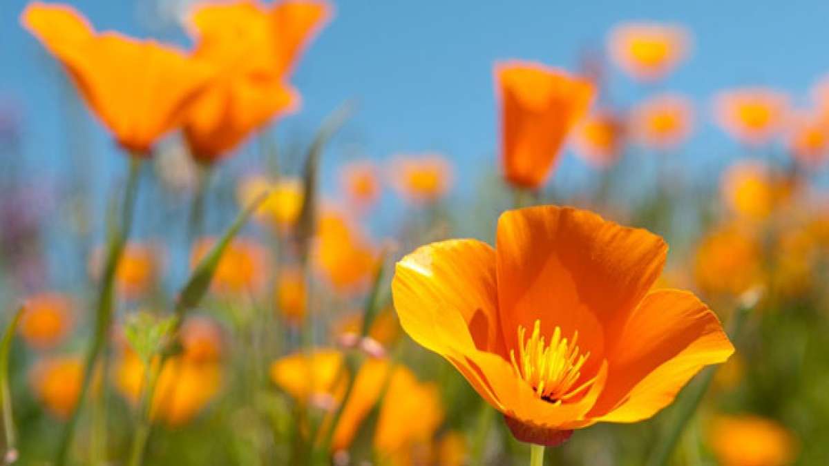 Erfahren Sie mehr über den Kalifornischen Mohn, die offizielle Staatsblume von Kalifornien.