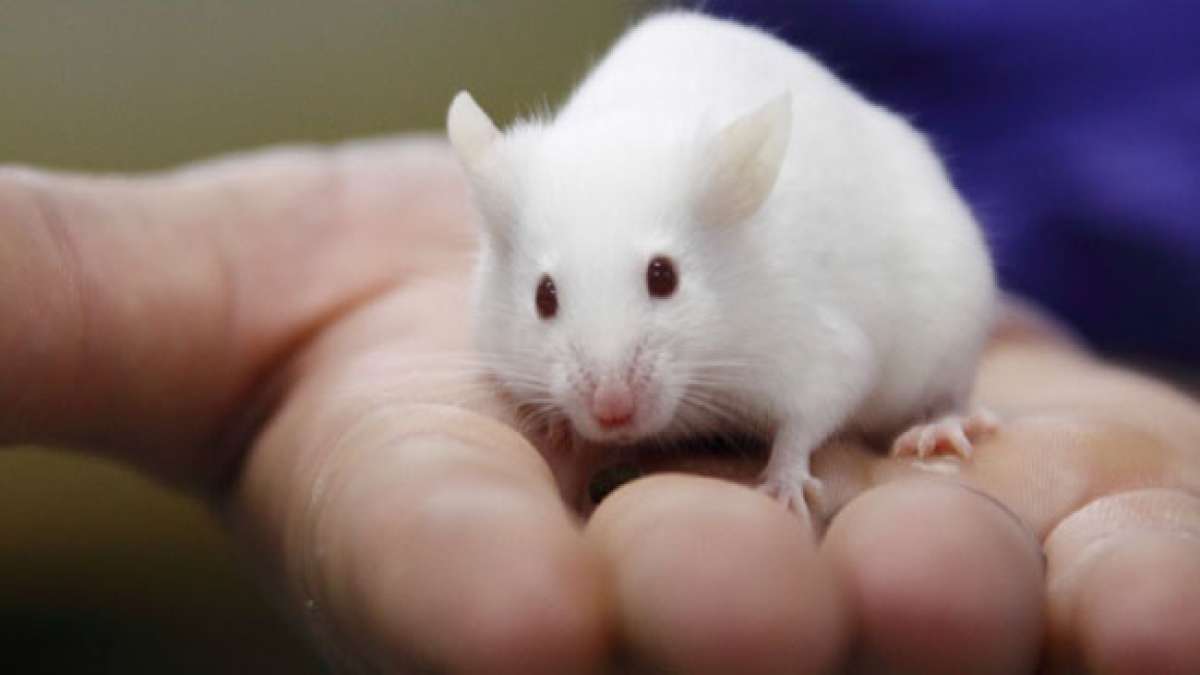 Am 24. April vereint der Welttag für Versuchstiere die Welt, um das Leiden von Millionen unschuldigen Lebewesen in Labors zu bedenken und eine Ende dieser grausamen Praxis zu fordern.