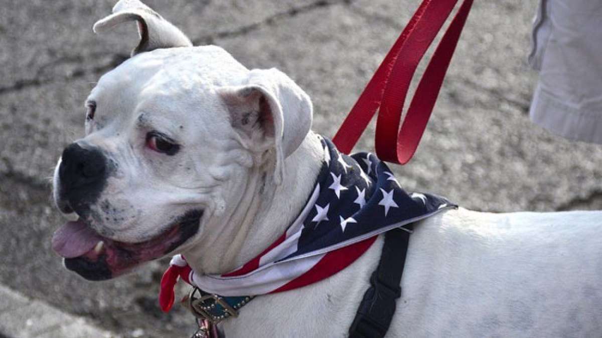 Feiern Sie am 11. April den Nationalen Tag des Haustiers und zeigen Sie Ihre Liebe und Ihr Mitgefühl für Tiere.