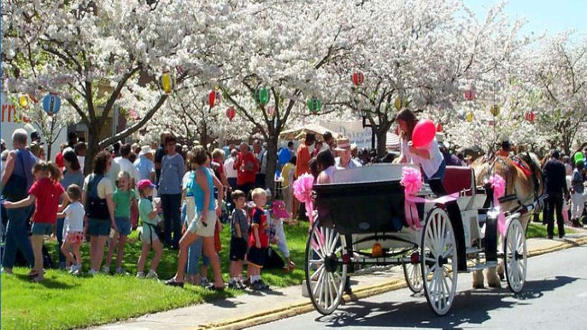 Beim Kirschblütenfest können alle die Schönheit der 300.000 Yoshino-Kirschbäume in voller Blüte genießen! Beim Kirschblütenfest können alle die Schönheit der 300.000 Yoshino-Kirschbäume in voller Blüte genießen!