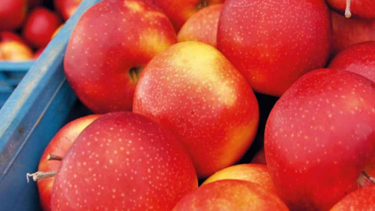 Erfahren Sie mehr über die Bedeutung der Streuobstwiesen für die Naherholung und Biodiversität bei fachkundigen Führungen durch landschaftsprägende Gebiete in Bad Homburg. Erfahren Sie mehr über die Bedeutung der Streuobstwiesen für die Naherholung und Biodiversität bei fachkundigen Führungen durch landschaftsprägende Gebiete in Bad Homburg.