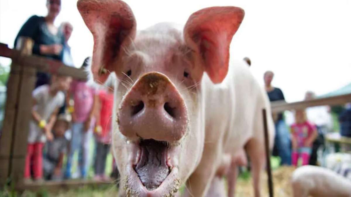 Freuen Sie sich auf traditionelle Feierlichkeiten, darunter die Krönung der Apfelweinkönigin und den Viehauftrieb, die dieses Volksfest zu einem unvergesslichen Erlebnis machen. Freuen Sie sich auf traditionelle Feierlichkeiten, darunter die Krönung der Apfelweinkönigin und den Viehauftrieb, die dieses Volksfest zu einem unvergesslichen Erlebnis machen.