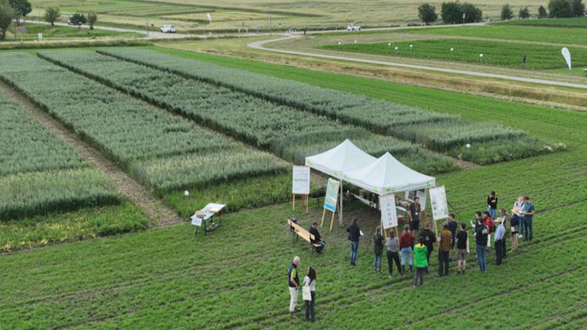 Mit Präsentationen von Sorten und Anbautechniken, Fachvorträgen, Diskussionen und Vorführungen moderner Landtechnik bieten sie umfassende Informationen und fördern den Austausch zwischen Landwirten, Forschern und der Öffentlichkeit. Mit Präsentationen von Sorten und Anbautechniken, Fachvorträgen, Diskussionen und Vorführungen moderner Landtechnik bieten sie umfassende Informationen und fördern den Austausch zwischen Landwirten, Forschern und der Öffentlichkeit.