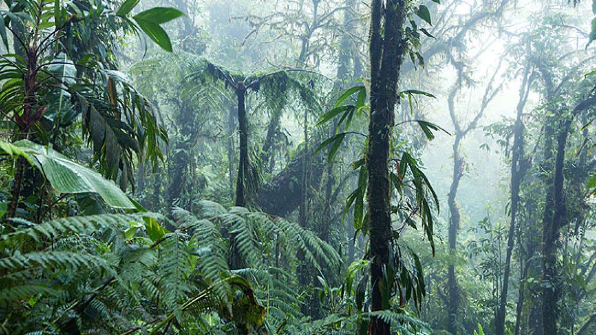 Am Welttag der Regenwälder rufen wir dazu auf, diese einzigartigen Ökosysteme zu schützen, bevor sie unwiederbringlich verloren gehen. Am Welttag der Regenwälder rufen wir dazu auf, diese einzigartigen Ökosysteme zu schützen, bevor sie unwiederbringlich verloren gehen.