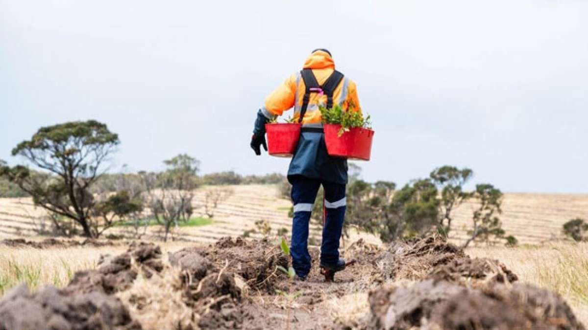 Machen Sie mit beim Nationalen Baumpflanztag in Australien, der am letzten Sonntag im Juli gefeiert wird.