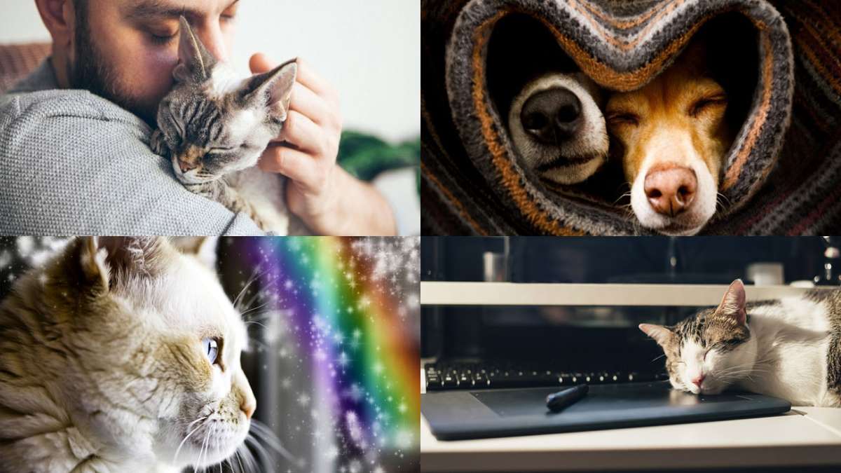 Katzen-Feiertage aus aller Welt Katzenfeiertagskalender: Feiertage und Jahresdaten