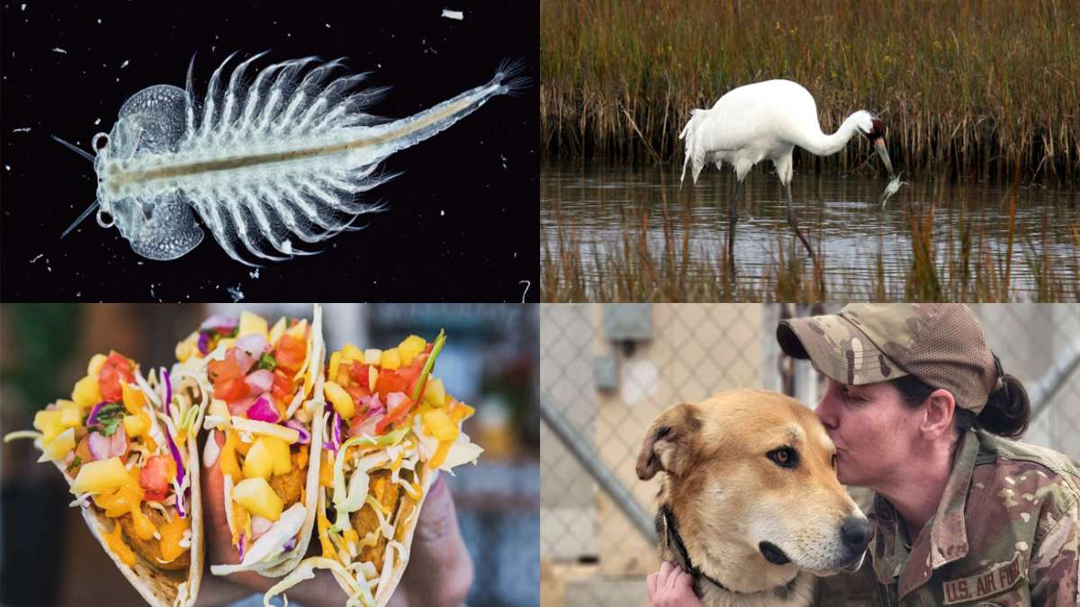 Tierkalender: Feiertage und Jahresdaten
