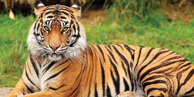 29. Juli - Internationaler Tag des Tigers oder Global Tiger Day