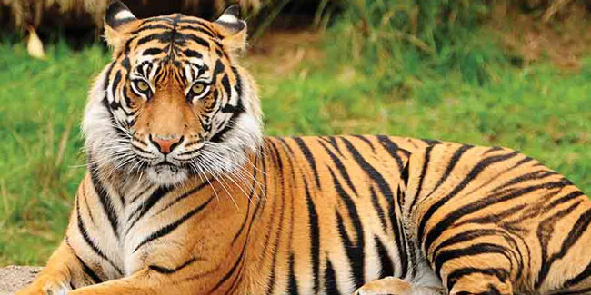 29. Juli: Internationaler Tag des Tigers