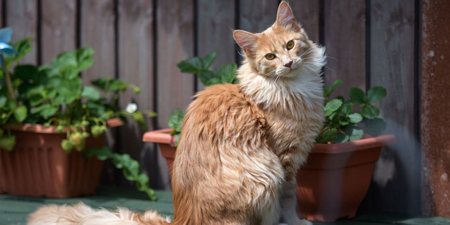29. Oktober: Nationaler Katzentag in den USA