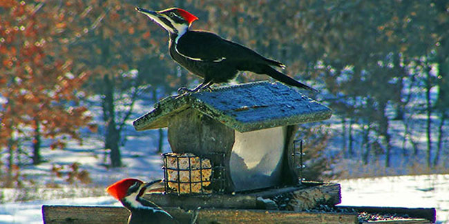 1. Februar - Der Beginn des National Bird-Feeding Month