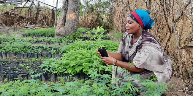 1. April - Nationaler Tag der Baumpflanzung in Tansania