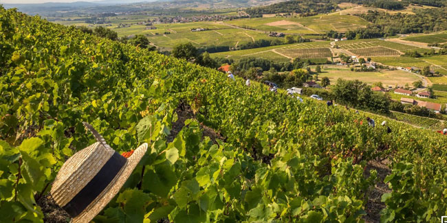 19. November: Internationaler Beaujolais-Tag