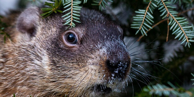 2. Februar: Murmeltiertag in Kanada und den Vereinigten Staaten