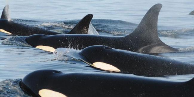 19. Februar - Welttag zum Schutz der Meeressäuger und Welttag der Wale