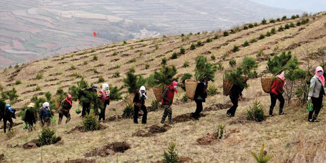 Festival der Baumzucht in China