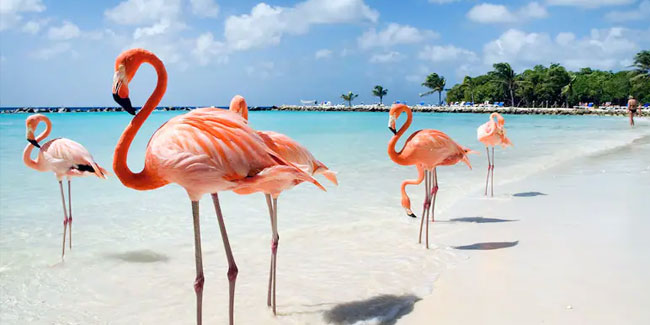 18. März: Arubas Flaggentag – Ein Fest der Farben und Freiheit