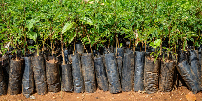 24. März - Nationaler Baumtag in Uganda