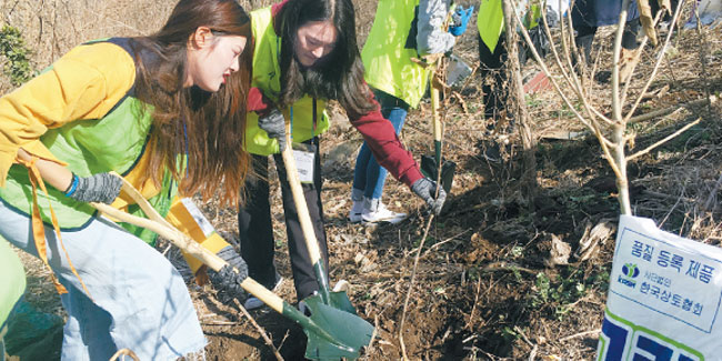 5. April: Sikmogil – Der Tag des Baumpflanzens in Südkorea