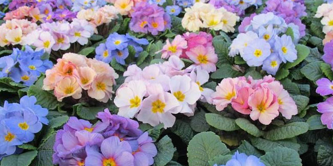 19. April: Primeltag in England