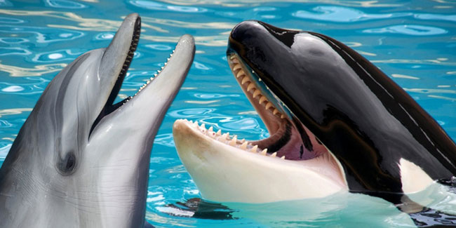 23. Juli - Welttag der Wale und Delphine