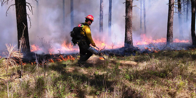 9. August - Tag des Schutzes der Wälder vor Bränden in den USA